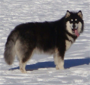 Hudsons Malamutes - Braska 