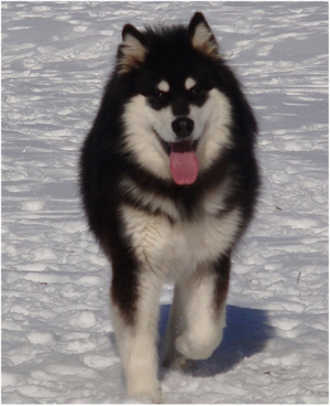 Hudsons Malamutes - Braska 