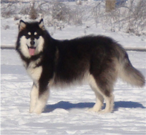 Hudsons Malamutes - Braska 