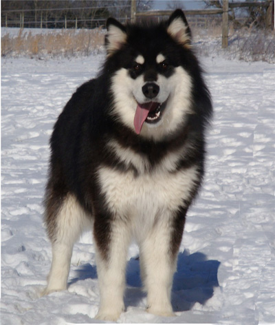 Hudsons Malamutes - Braska