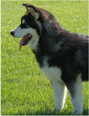 Hudsons Malamutes - Bree 