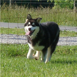 Hudsons Malamutes - Bree 