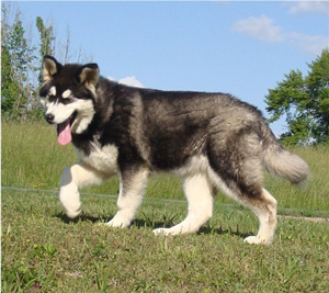 Hudsons Malamutes - Bree 