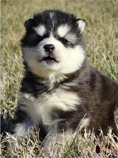 Hudsons Malamutes - Bree