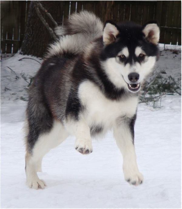Hudsons Malamutes - Bree