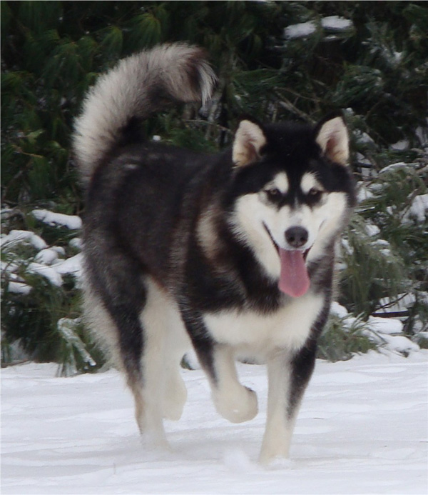 Hudsons Malamutes - Bree