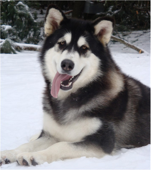 Hudsons Malamutes - Bree