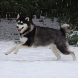 Hudsons Malamutes - Bree 