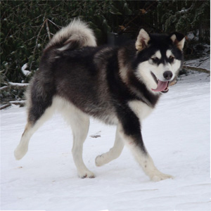 Hudsons Malamutes - Bree 