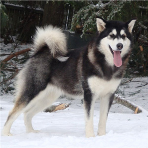 Hudsons Malamutes - Bree 