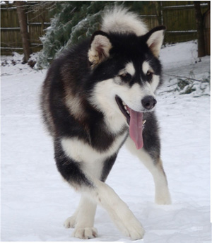 Hudsons Malamutes - Bree 