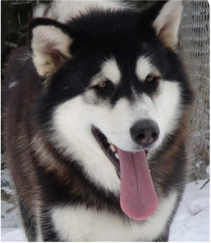 Hudsons Malamutes - Bree 