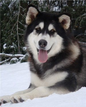 Hudsons Malamutes - Bree 