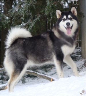 Hudsons Malamutes - Bree 