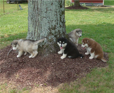 Hudsons Malamutes - Breezy