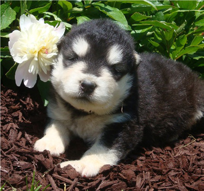 Hudsons Malamutes - Breezy