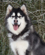 Hudsons Malamutes - Breezy