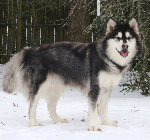 Hudsons Malamutes - Breezy 