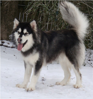 Hudsons Malamutes - Breezy 