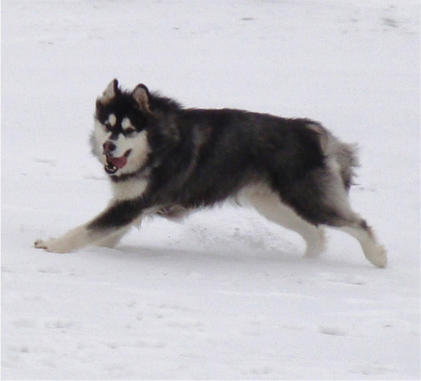 Hudsons Malamutes - Breezy 