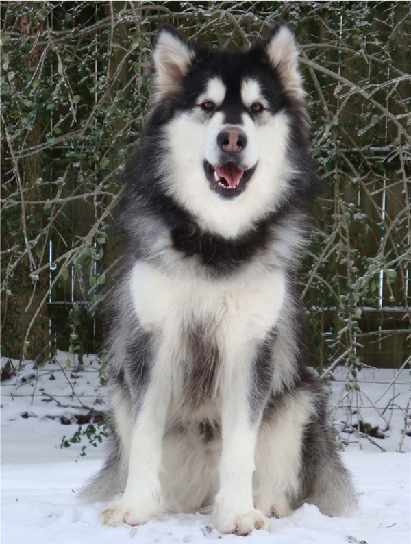 Hudsons Malamutes - Breezy 