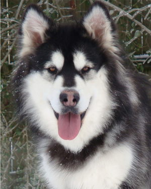 Hudsons Malamutes - Breezy 