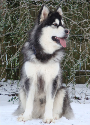 Hudsons Malamutes - Breezy 