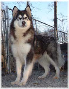 Hudsons Malamutes - Bryn