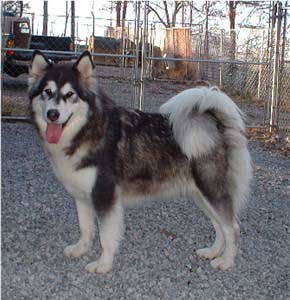 Hudsons Malamutes - Bryn