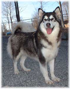 Hudsons Malamutes - Bryn