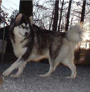 Hudsons Malamutes - Bryn