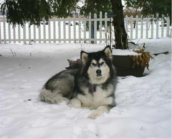 Hudons Malamutes - Bryn