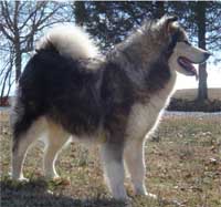 Hudsons Malamutes - Candy