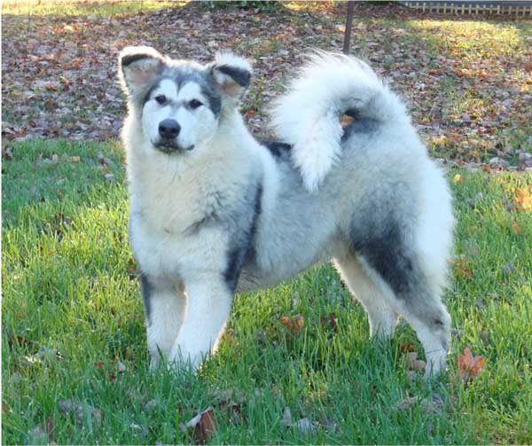 Hudsons Malamutes - Candy