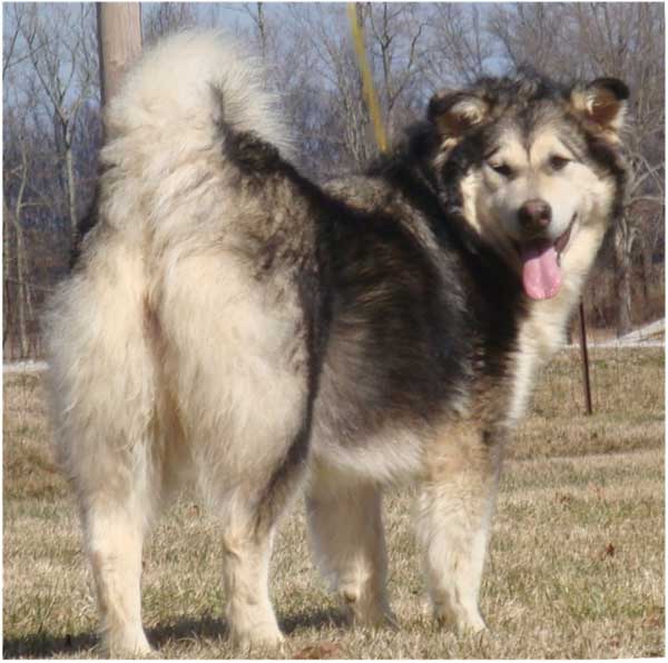 Hudsons Malamutes - Candy