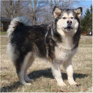 Hudsons Malamutes - Candy