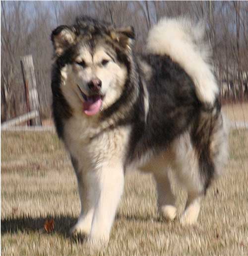 Hudsons Malamutes - Candy