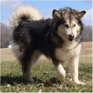 Hudsons Malamutes - Candy