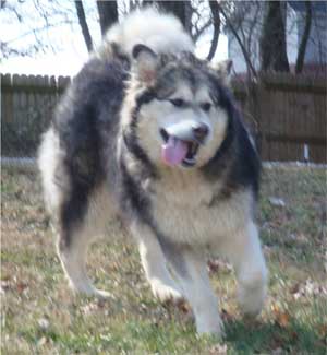 Hudsons Malamutes - Candy