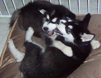 Hudons Malamutes -  Casey & Daulton