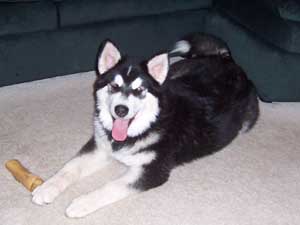 Hudons Malamutes -   Casey &Daulton