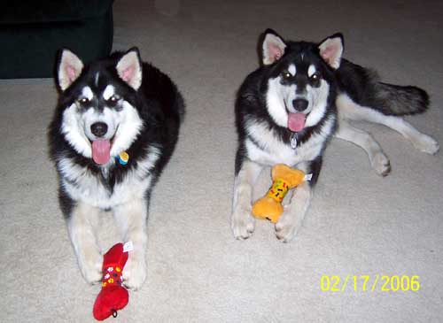 Hudons Malamutes -  Casey & Daulton