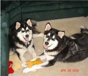 Hudons Malamutes -  Casey & Daulton