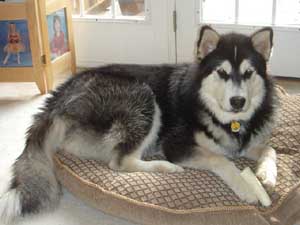 Hudons Malamutes -  Casey & Daulton