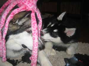 Hudsons Malamutes - Chalali - Shiloh