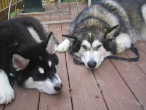 Hudsons Malamutes - Chalali - Shiloh