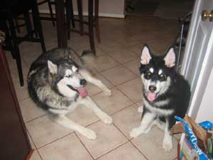 Hudsons Malamutes - Chalali - Shiloh