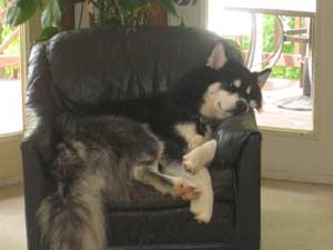 Hudsons Malamutes - Chalali - Shiloh