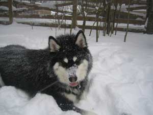 Hudsons Malamutes - Chalali - Shiloh