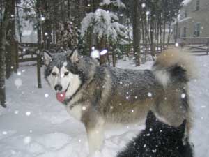 Hudsons Malamutes - Chalali - Shiloh